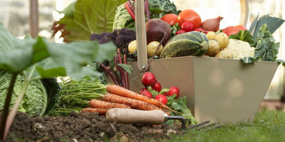 4 Things to Plant Now for Your Fall Vegetable Garden