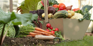 4 Things to Plant Now for Your Fall Vegetable Garden